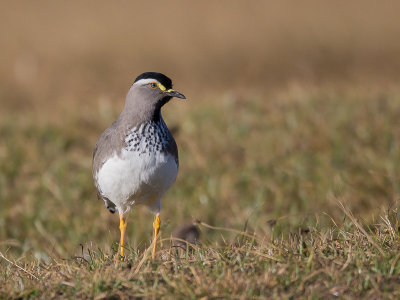 spot-breasted lapwing(Vanellus melanocephalus)