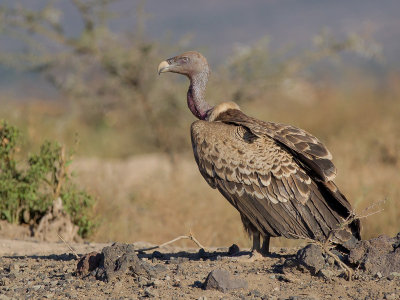 rppells griffon vulture<br><i>(Gyps rueppellii)</i>