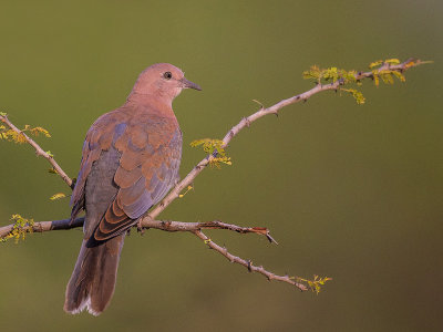 laughing dove<br><i>(Streptopelia senegalensis)</i>