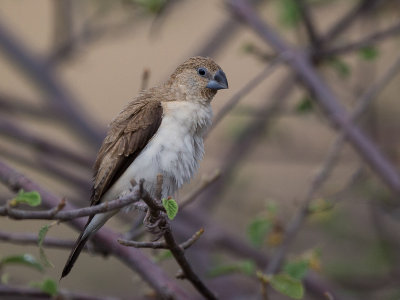 african silverbill(Euodice cantans)