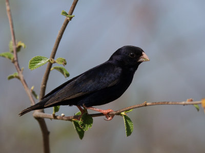 village indigobird<br><i>(Vidua chalybeata)</i>