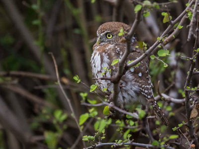 pearl-spotted owlet(Glaucidium perlatum)