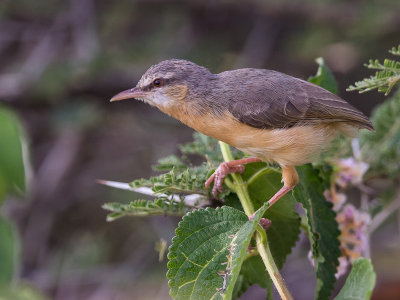 northern crombec(Sylvietta brachyura)