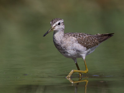 wood sandpiper(Tringa glareola)