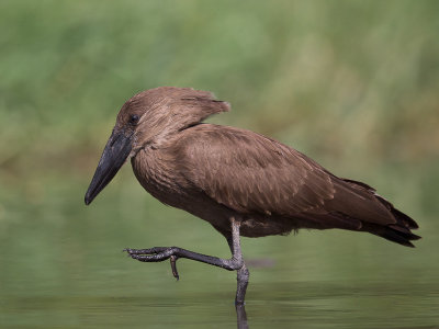 hamerkop(Scopus umbretta)