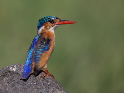 malachite kingfisher(Alcedo cristata)