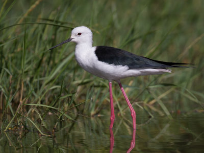 black-winged stilt(Himantopus himantopus)