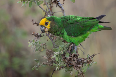 yellow-fronted parrot<br><i>(Poicephalus flavifrons)</i>