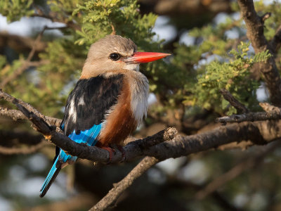 grey-headed kingfisher(Halcyon leucocephala)