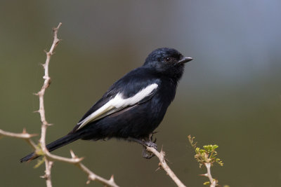 wihite-winged black tit(Melaniparus leucomelas)