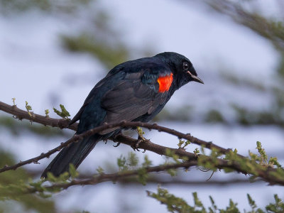 red-shouldered cuckooshrike(Campephaga phoenica)