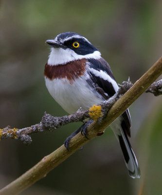 western black-headed batis(Batis erlangeri)