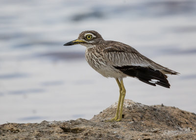 senegal thick-knee(Burhinus senegalensis)