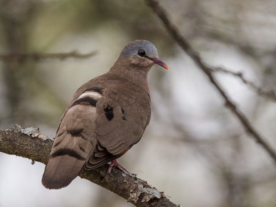 blue-spotted wood-dove(Turtur afer)
