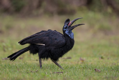 abyssinian ground-hornbill (f.)(Bucorvus abyssinicus)