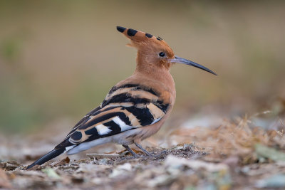 eurasian hoopoe(Upupa epops)
