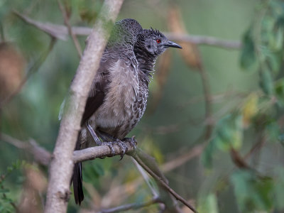 white-rumped babbler(Turdoides leucopygia)