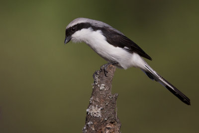 grey-backed fiscal(Lanius excubitoroides)