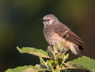 white-rumped babbler(Turdoides leucopygia)