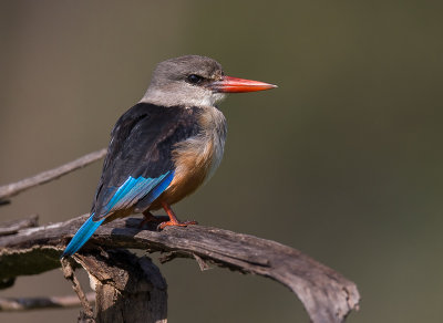 grey-headed kingfisher(Halcyon leucocephala)
