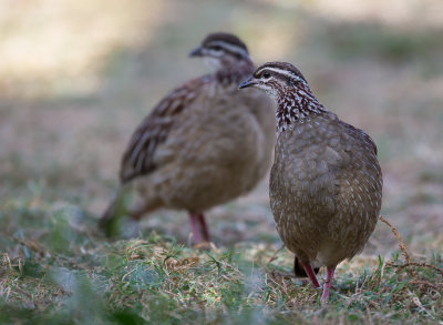crested francolin(Francolinus sephaena)
