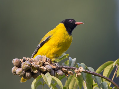 ethiopian oriole(Oriolus monacha)