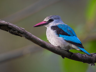 woodland kingfisher(Halcyon senegalensis)
