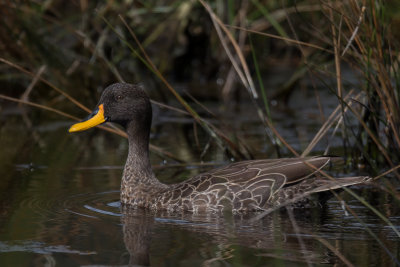 yellow-billed duck(Anas undulata)