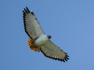 augur buzzard(Buteo augur)