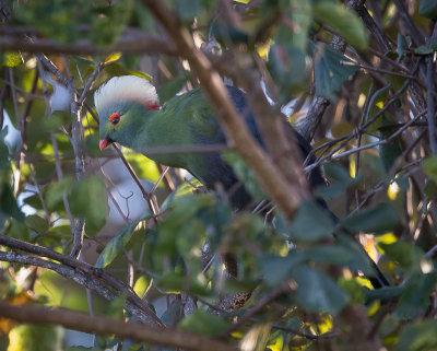 ruspoli's turaco(Tauraco ruspoli)