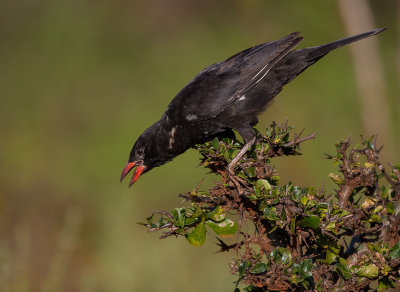 red-billed buffalo weaver(Bubalornis niger)