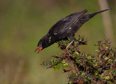 red-billed buffalo weaver<br><i>(Bubalornis niger)</i>