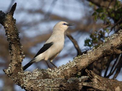 stresemann's bush-crow(Zavattariornis stresemanni)