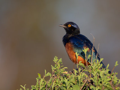shelley's starling (Lamprotornis shelleyi)