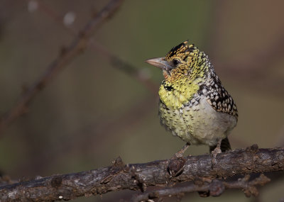 d'arnaud's barbet(Trachyphonus darnaudii)