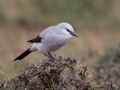 stresemann's bushcrow(Zavattariornis stresemanni)