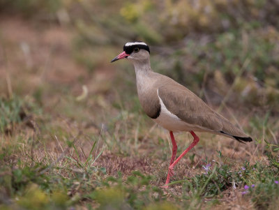 crowned lapwing(Vanellus coronatus)
