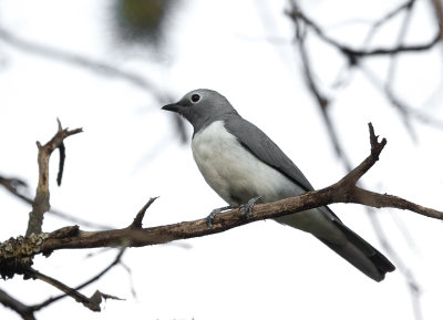 white-breasted cuckooshrike(Coracina pectoralis)