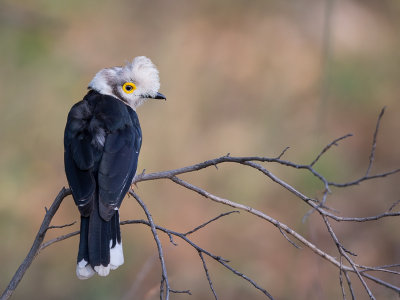 white-crested helmetshrike(Prionops plumatus)
