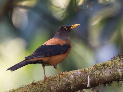 chestnut thrush(Turdus rubrocanus)