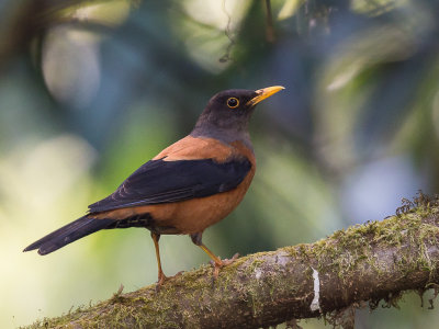 chestnut thrush<br><i>(Turdus rubrocanus)</i>