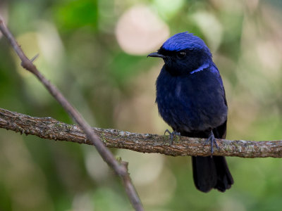 large niltava (m.)(Niltava grandis)