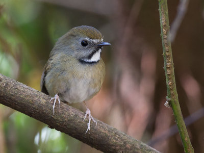 white-gorgeted flycatcher(Fidecula monileger)