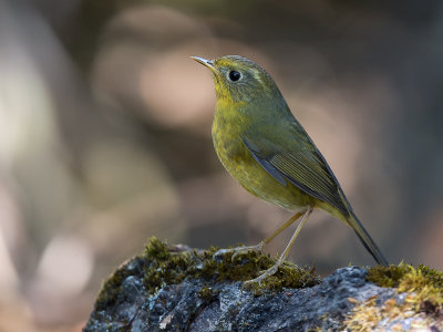 golden bush robin(Tarsiger chrysaeus)