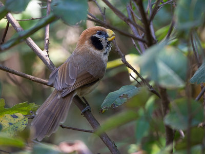 spot-breasted parrotbill(Paradoxornis guttaticollis)