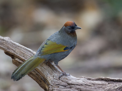 silver-eared laughingthrush(Trochalopreron melanostigma)