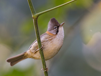 whiskered yuhina(Yuhina flavicollis)
