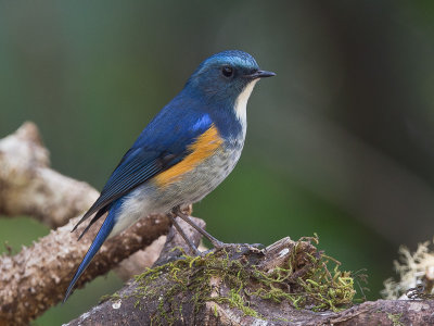 himalayan bluetail (m.)(Tarsiger rufilatus)