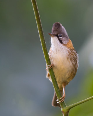 whiskered yuhina(Yuhina flavicollis)