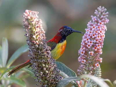 fire-tailed sunbird(Aethopyga ignicauda)